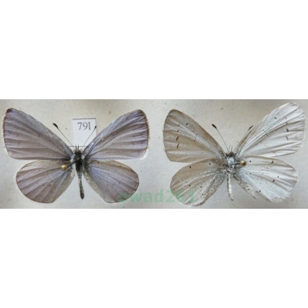 Celastrina argiolus (Linnaeus, 1758) 2xmale Modraszek wieszczek Croatia79l